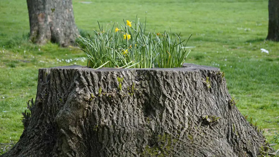 A Hollowed-out Stump In Landscaping