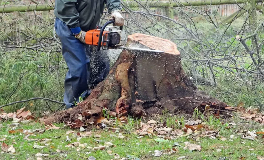 Remove a Stump With a Chainsaw